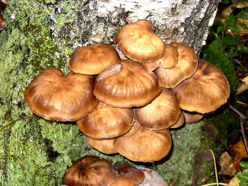 A lot of edible mushrooms grow on the trunk of a birch tree