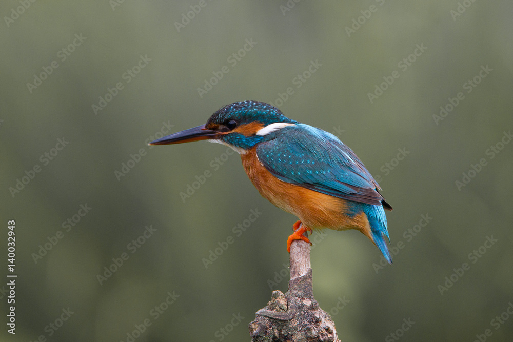 Fototapeta premium animal