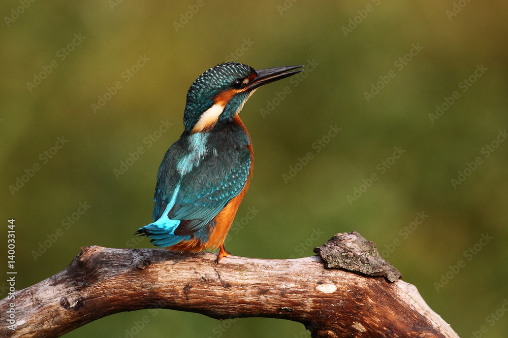 Fototapeta premium animal