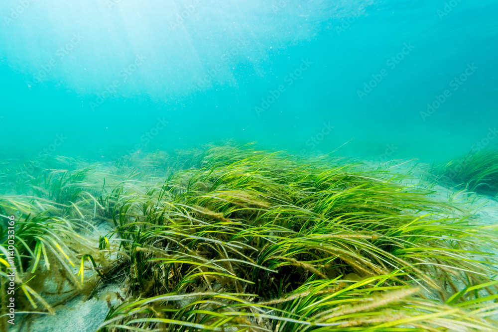 Eelgrass Bed Stock Photo Adobe Stock