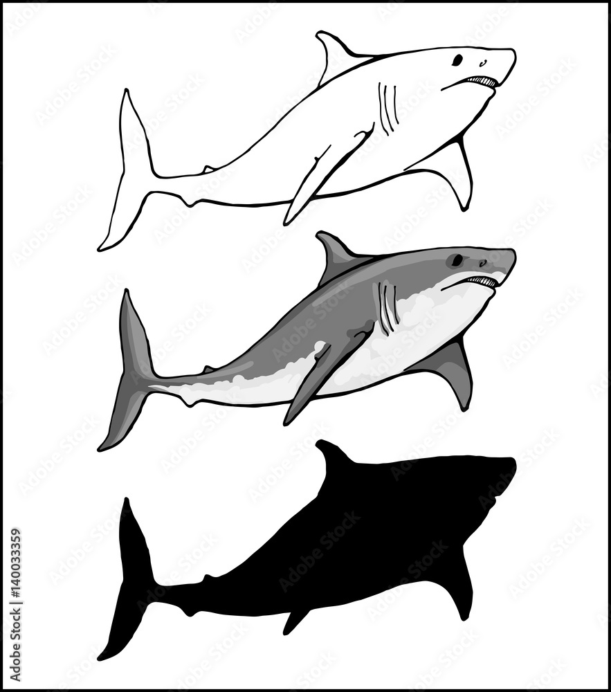 Obraz premium white shark in 3 versions