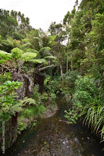 Shallow creek flowing through dense green New Zealand bush.