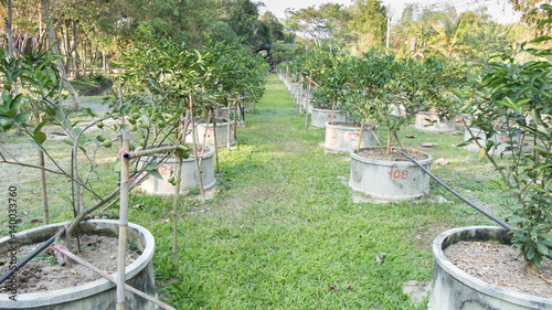 Lemons, Limes grow in rows in a Citrus Grove