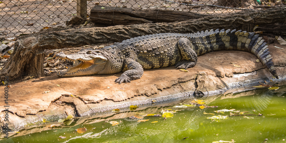 Naklejka premium The crocodile is formidable and dangerous wild animals.