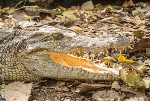 The crocodile is formidable and dangerous wild animals.