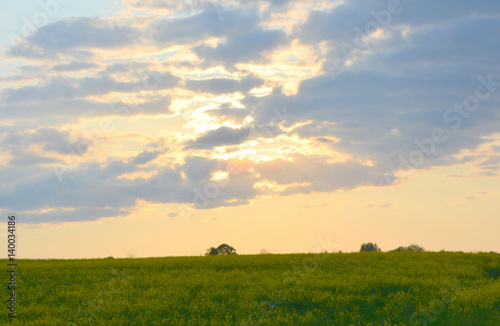 Beautiful spring, evening landscape: sunset over a flowering canola field