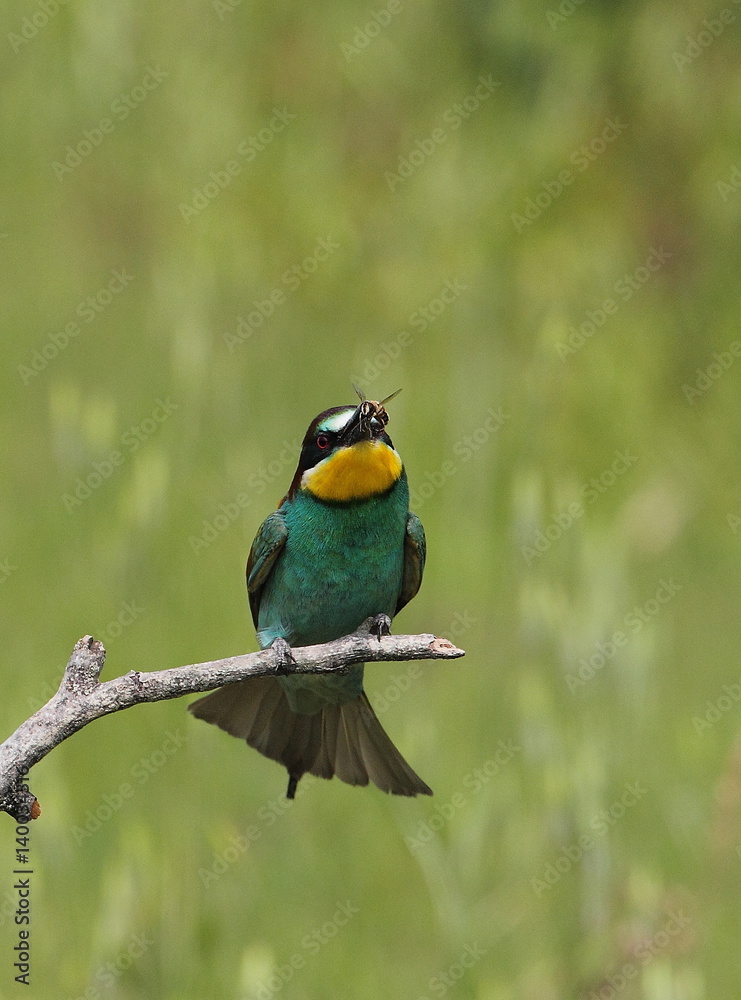 Fototapeta premium animal