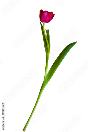 Flower red Tulip on a white background