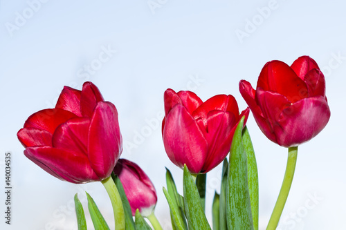 Flower red Tulip on a blue background