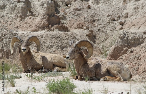 Bighorn Sheep (Ovis canadensis) in Badlands National Park (Springtime)