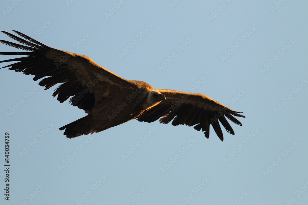 Obraz premium Animal