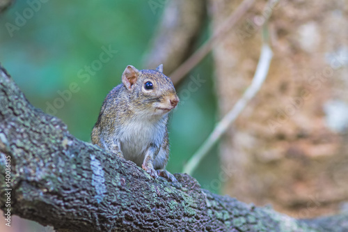 Beautiful of Menetes berdmorei (Indochinese ground squirrel, Berdmore's ground squirrel , Burmese Striped Squirrel , Tamiops mcclellandii) on branch in Doi Inthanon Natural Park, Chiangmai ,Thailand