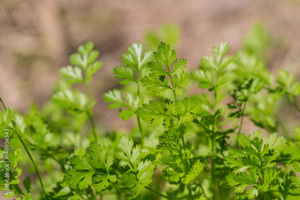 Celery planted in the field of agriculture in Thailand. Celery planted in the field of agriculture in Thailand.