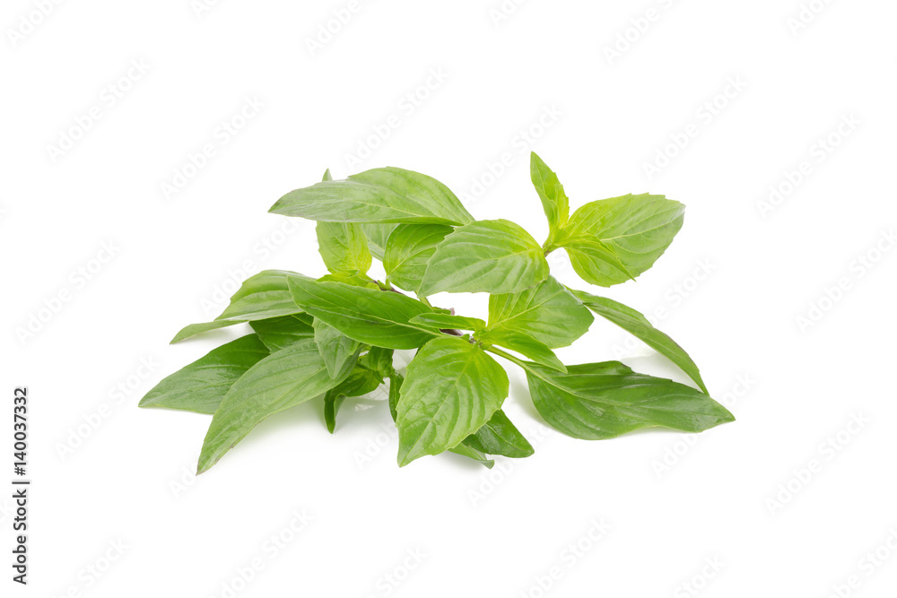 Fresh basil leaves isolated on white background.