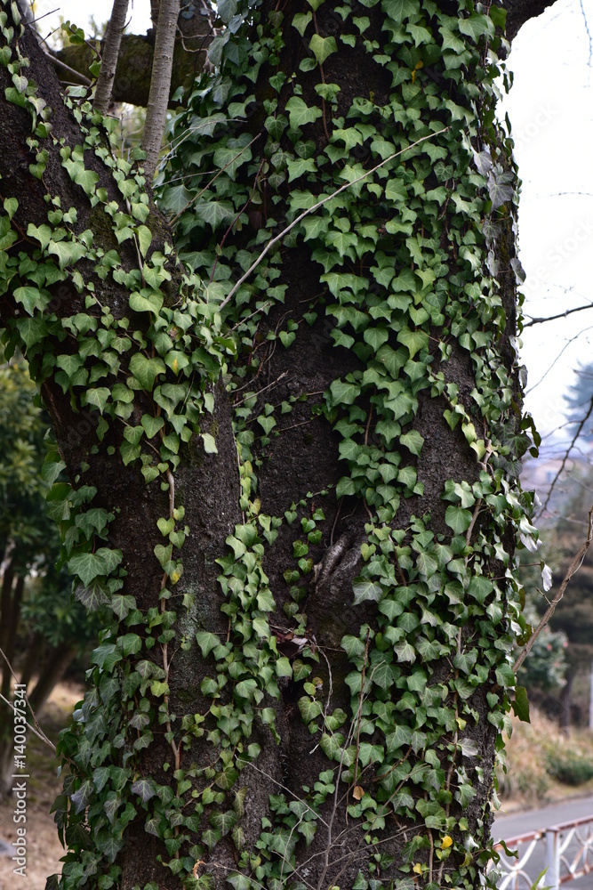 Fototapeta premium 木に絡まる葉