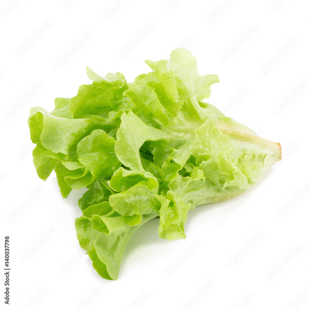 Green oak leaf lettuce isolated on white background. Green oak leaf lettuce isolated on white background.