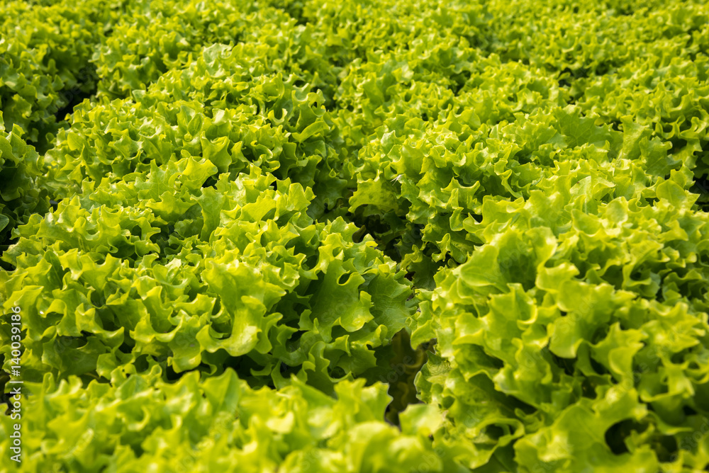 Thai lettuce, the famous vegetable that always be a part of Thai cuisine. Thai lettuce, the famous vegetable that always be a part of Thai cuisine.