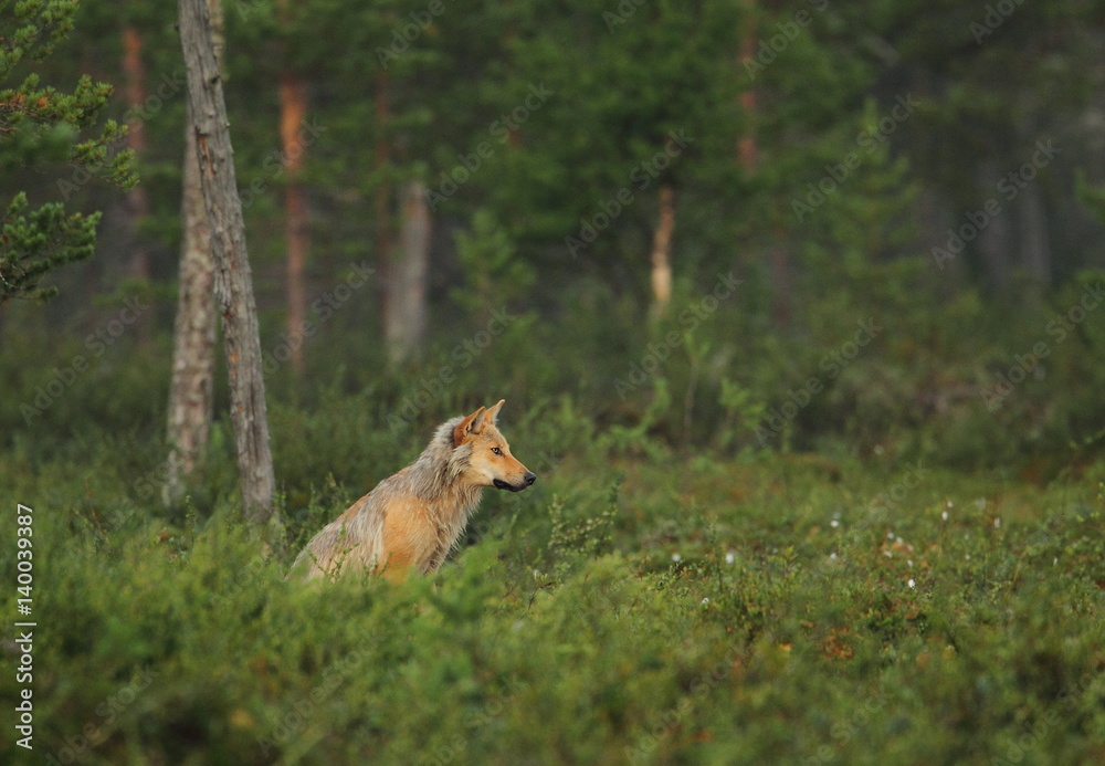 Obraz premium animal