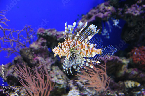 Lionfish looking for a victim on the reef (Scorpionfish)