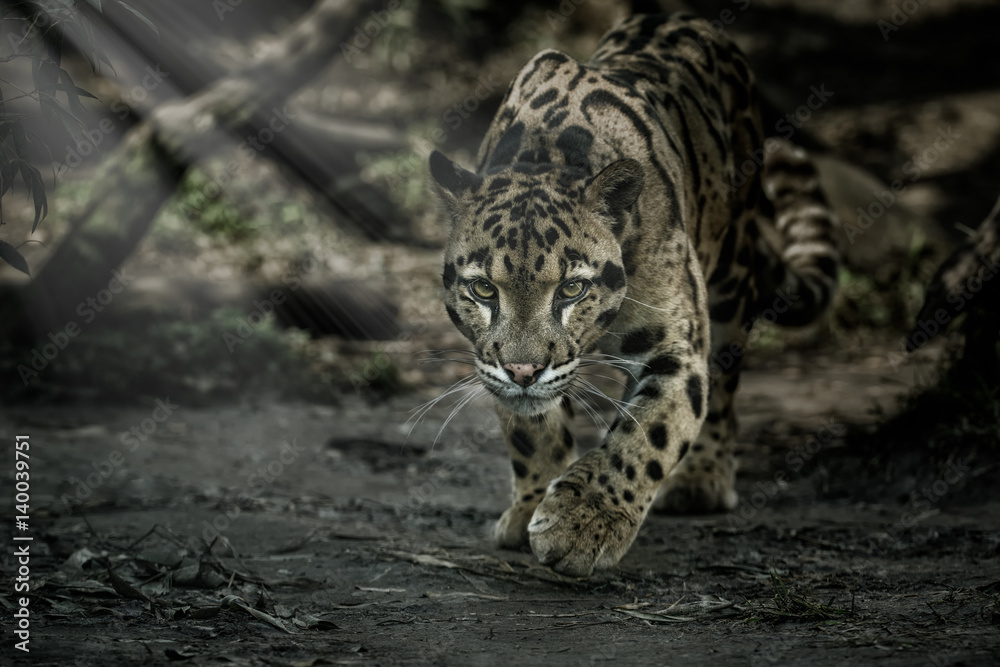 Obraz premium Pantera mglista idzie z cienia do światła / duży kocur z ciemności / zoo w Czechach / Neofelis nebulosa / Vey rzadkie stworzenie