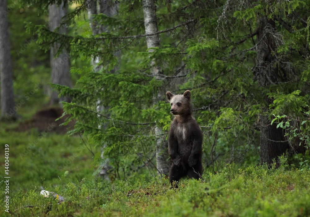 Fototapeta premium animal