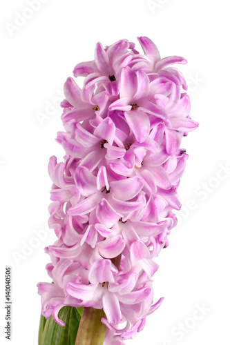 Lilac hyacinth flower isolated on white background