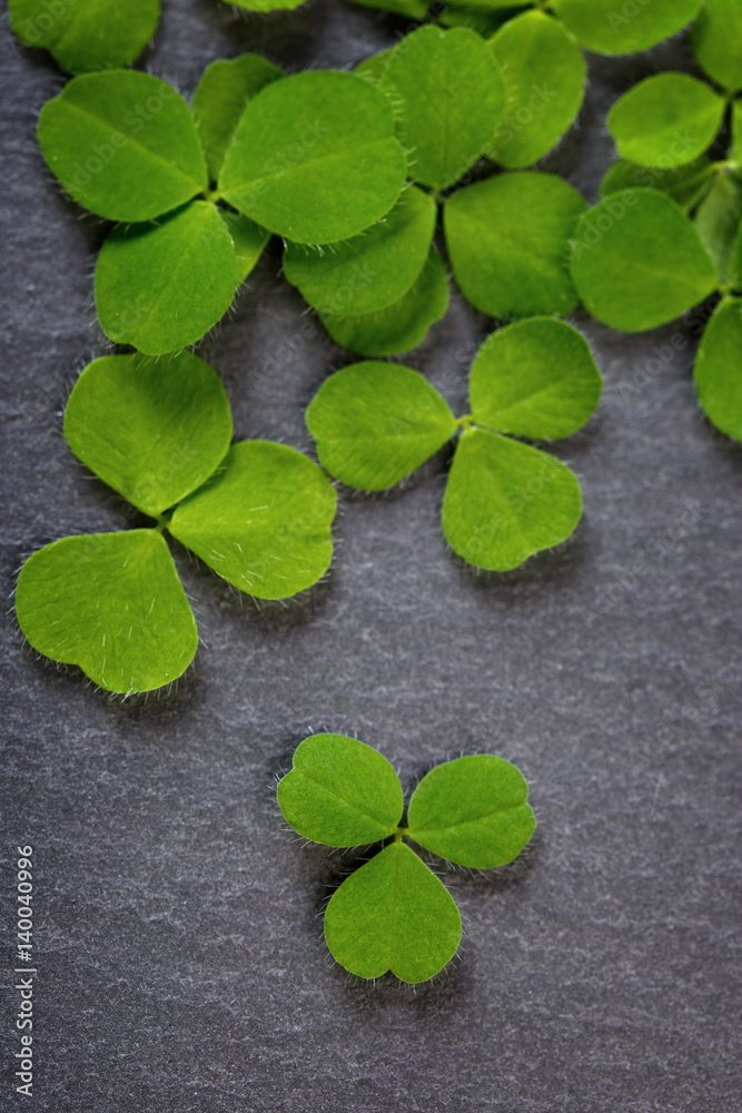 Closeup of fresh sprouts of grass clover. Symbol of the holiday St. Patrick's Day. The leaves on the background of dark stone. Closeup of fresh sprouts of grass clover. Symbol of the holiday St. Patrick's Day. The leaves on the background of dark stone.