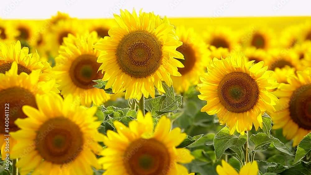 Flowers sunflower close-up, swaying in the wind Flowers sunflower close-up, swaying in the wind