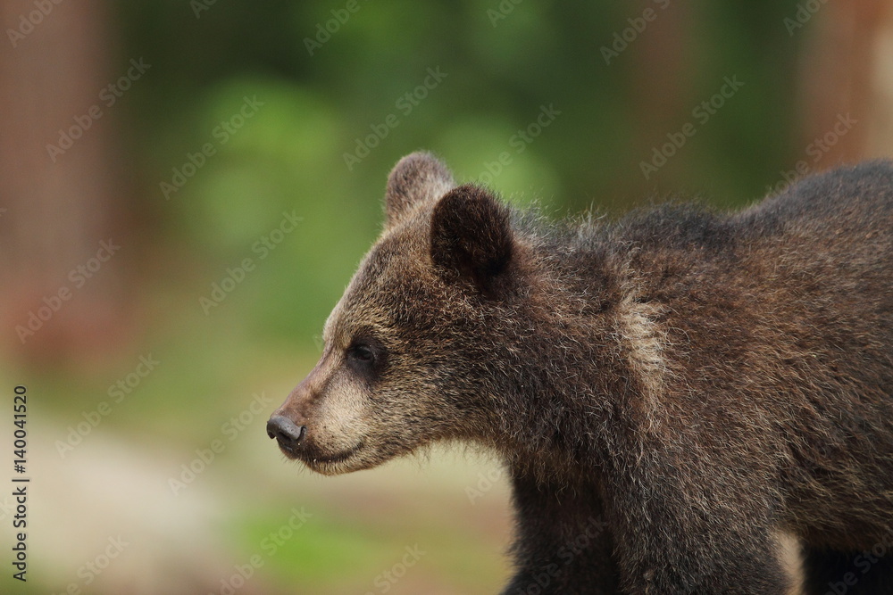 Obraz premium animal