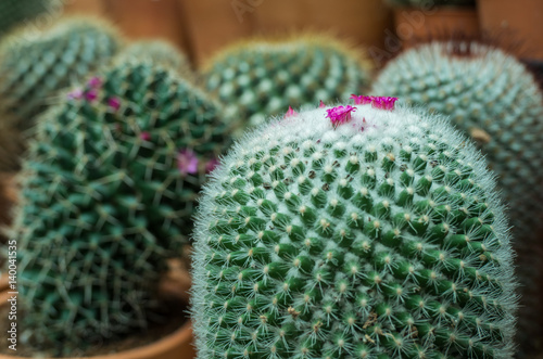 Pink flower of cactus