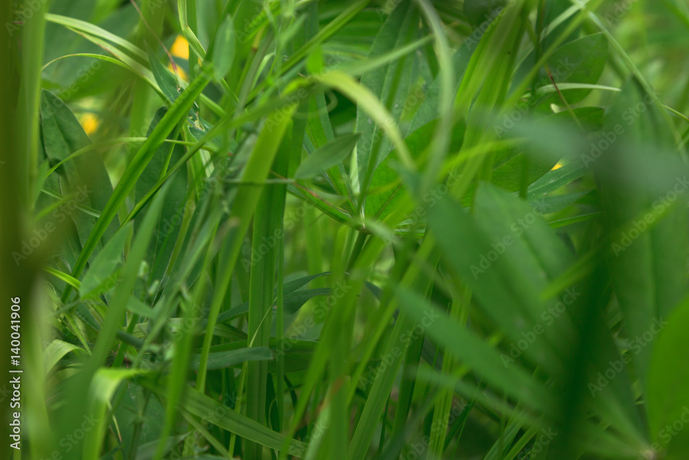 Obraz premium Grass on a ground level