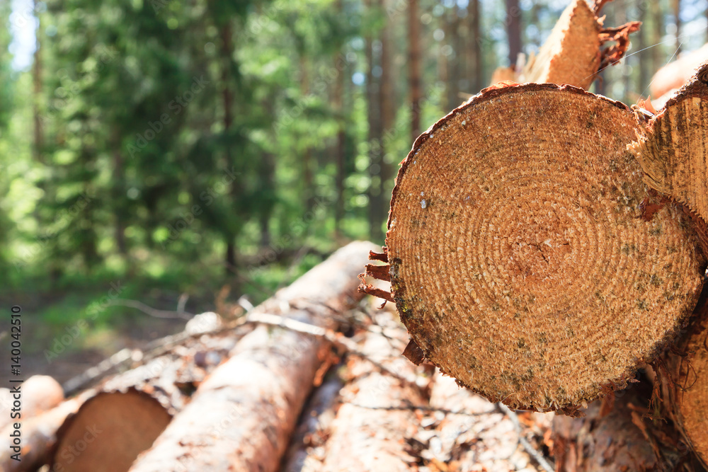 pile of pinewood with closeup of cross-section pile of pinewood with closeup of cross-section
