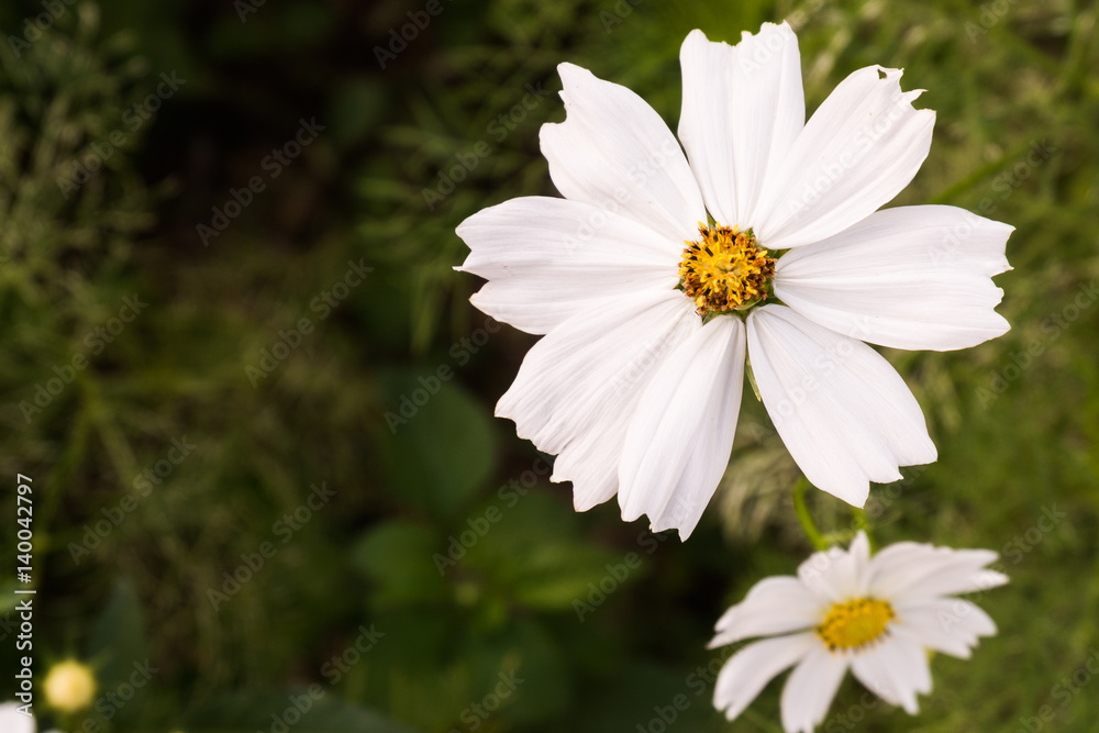 Close-up,Beautiful white flower in garden,process color Close-up,Beautiful white flower in garden,process color