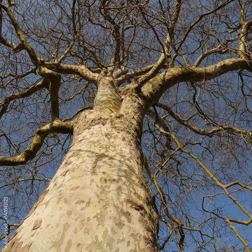 London Plane Tree