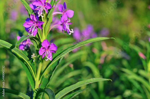 Willow-herb (Epilobium angustifolium) blossom in a meadow. Blooming medicinal plant