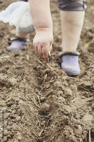 Farmer's female hands planting seed in soil