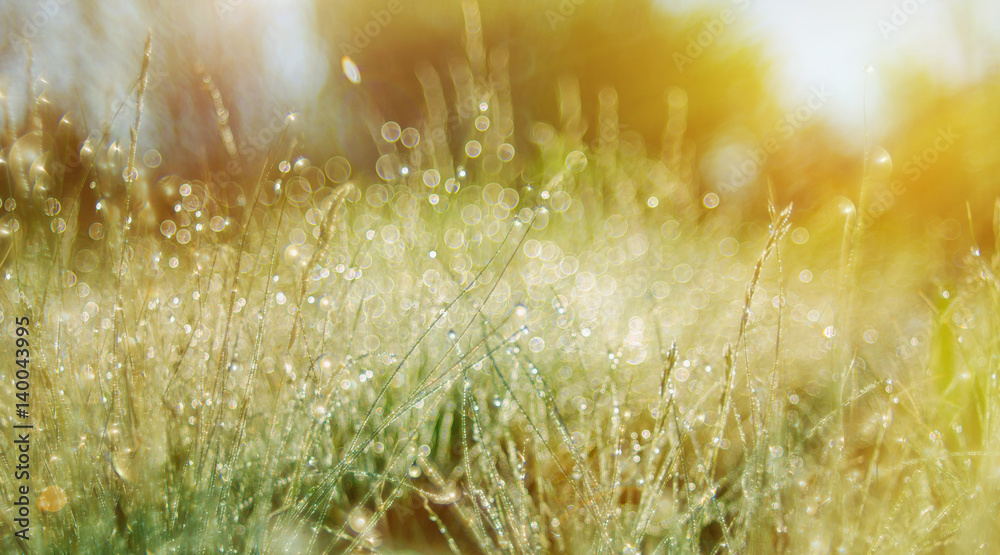 Obraz premium Bright sunlight green grass meadow suitable for backgrounds or w