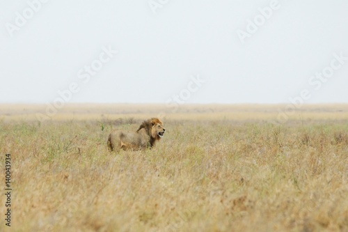 Lion in the savannah, Serengeti National Park, Tanzania © Alessandro