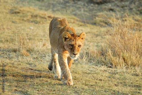 Lion in the savannah, Serengeti National Park, Tanzania © Alessandro