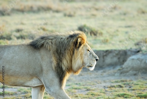 Lion in the savannah  Serengeti National Park  Tanzania