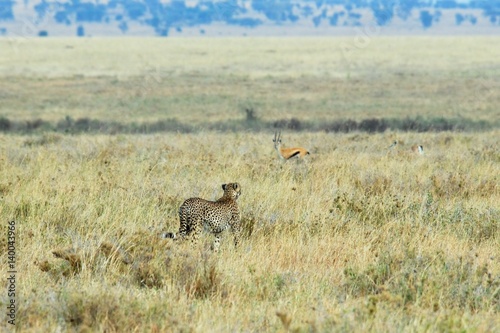 Cheetah in the savannah, Serengeti National Park, Tanzania