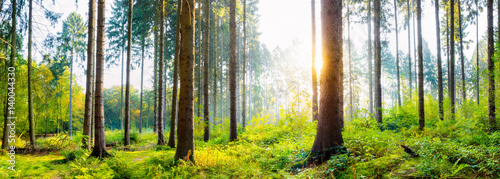Fototapeta Naklejka Na Ścianę i Meble -  Wald im Sommer bei Sonnenaufgang
