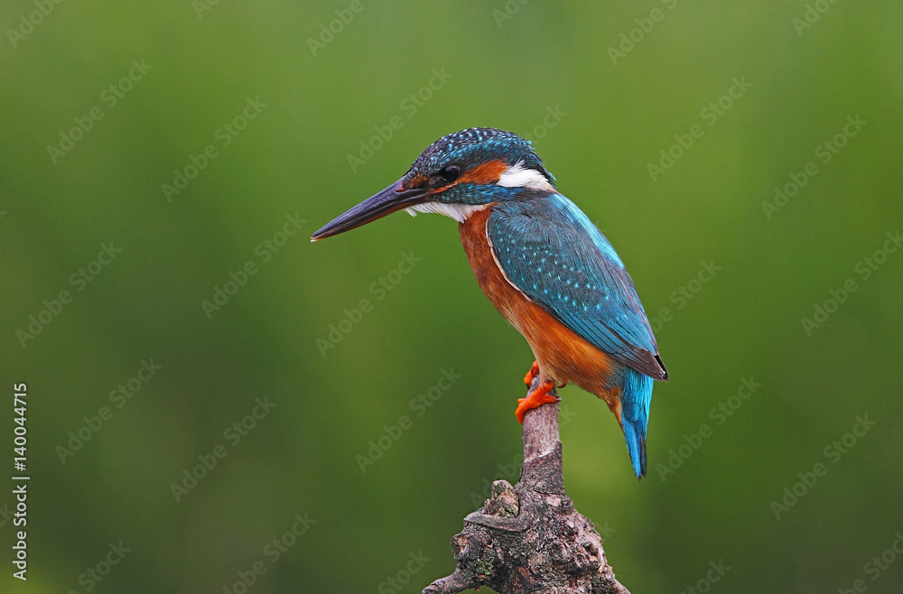 Fototapeta premium animal