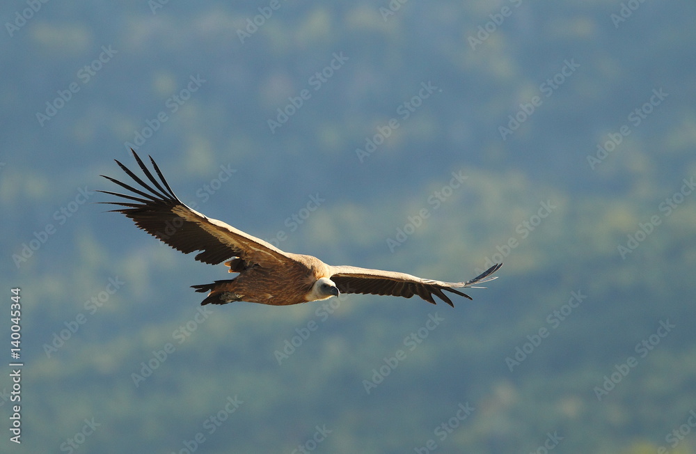 Fototapeta premium animal