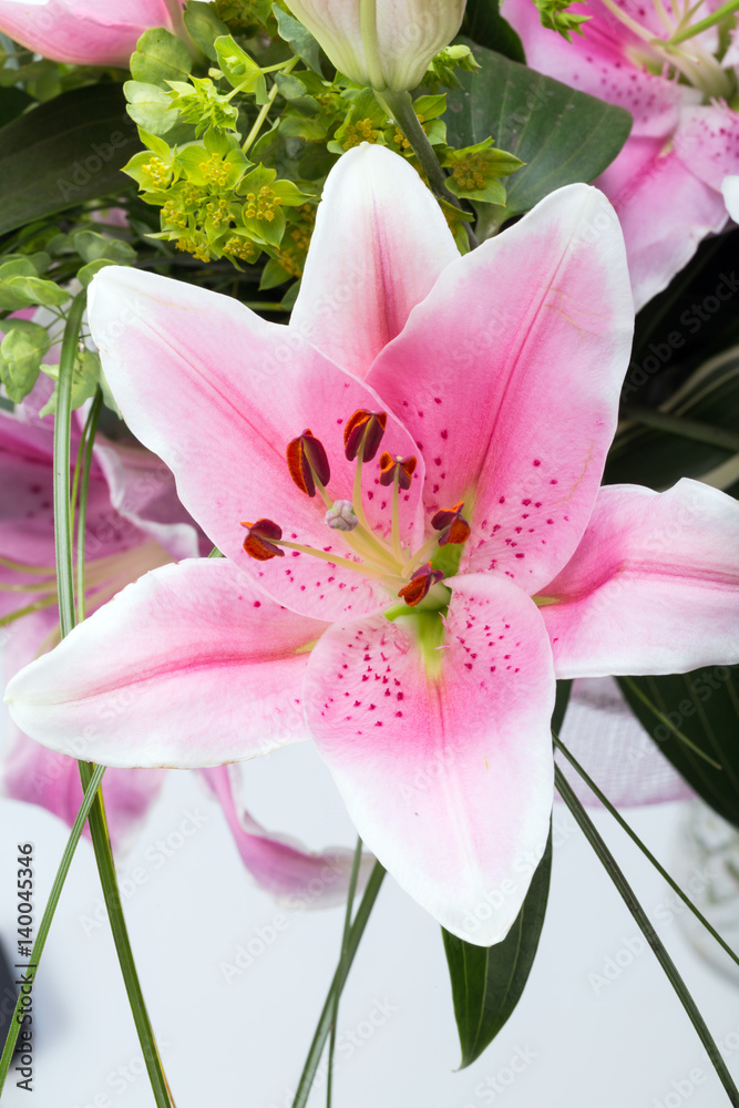 Close up of pink lily flower
