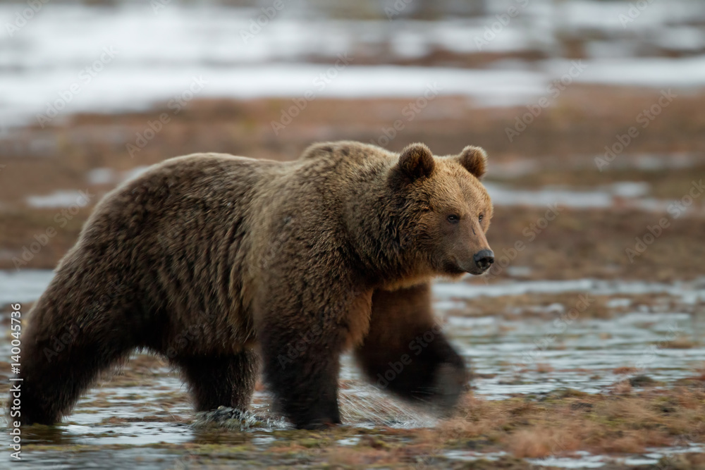 Obraz premium animal