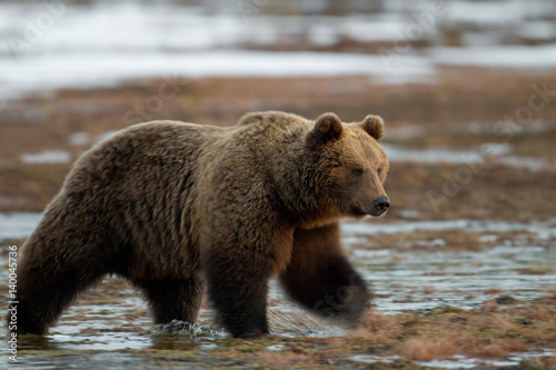 animal © Fabrizio Moglia