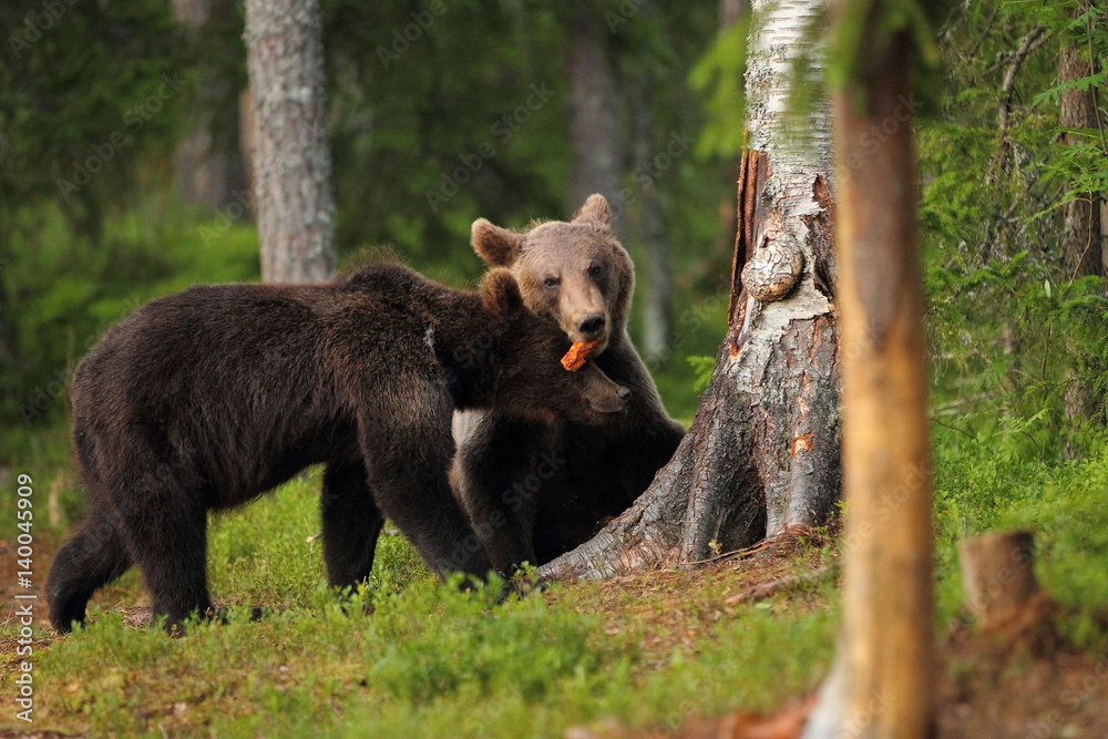 Fototapeta premium animal