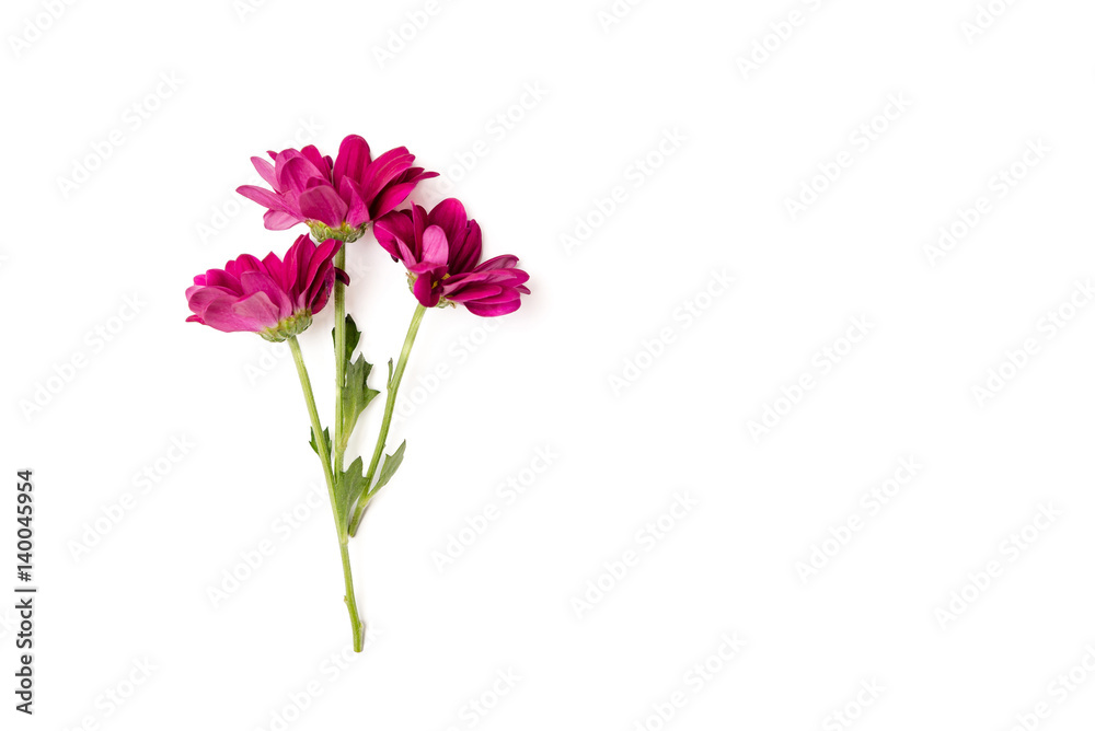 pink chrysanthemum in white background with place for your text