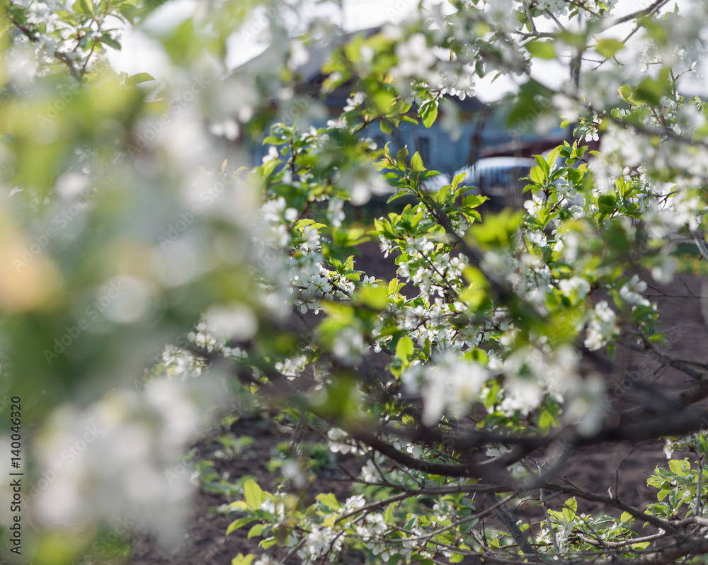 blooming bunches of plum closeup blooming bunches of plum closeup